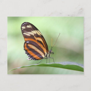 Tiger Long wing Postcard