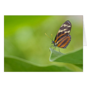 Tiger Longwing butterfly