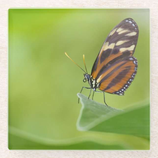 Tiger Longwing butterfly Glass Coaster (Front)