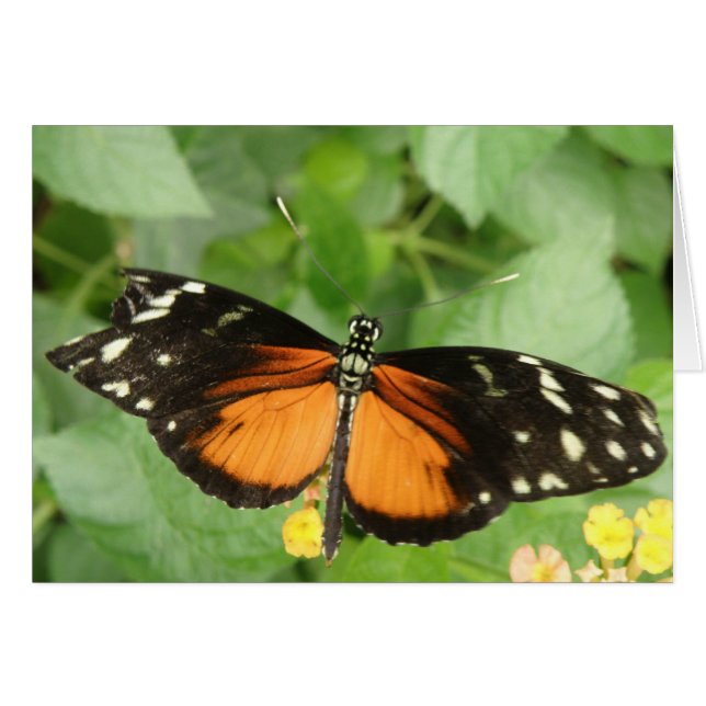 Tiger Longwing Butterfly Greeting Card (Front Horizontal)