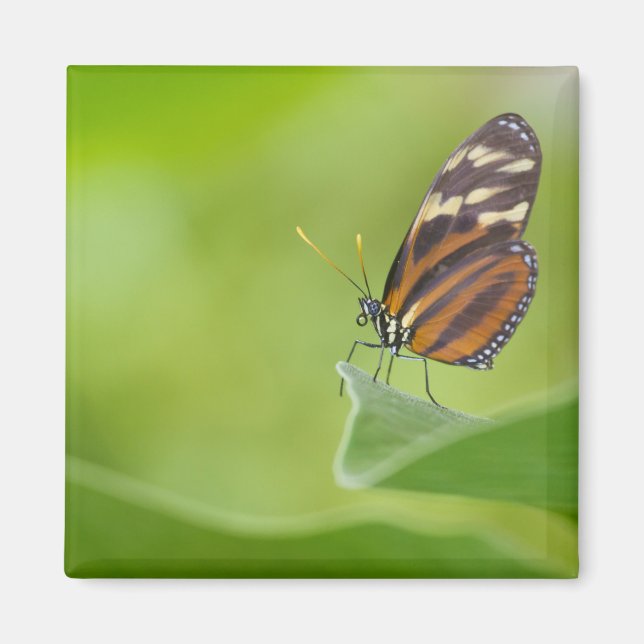 Tiger Longwing butterfly Magnet (Front)