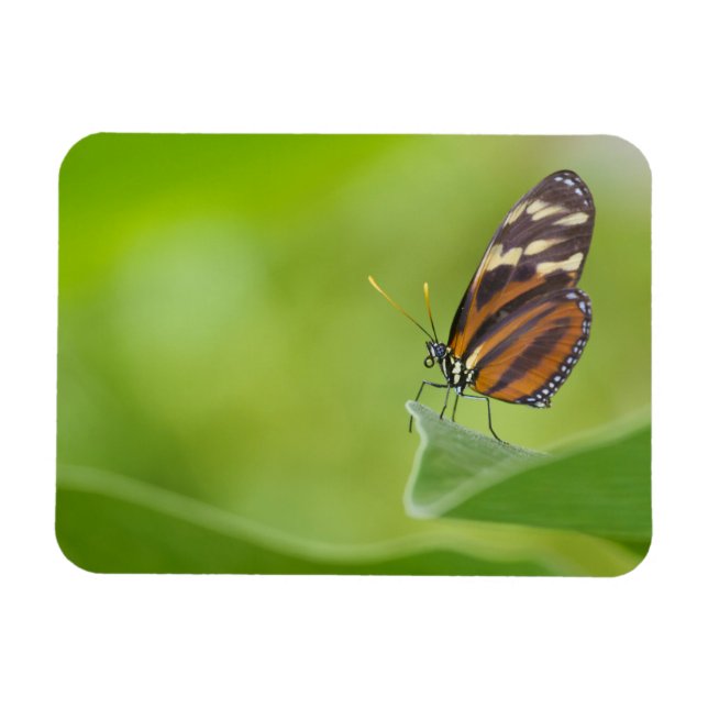 Tiger Longwing butterfly Magnet (Horizontal)