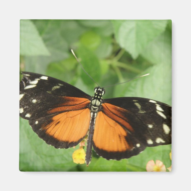 Tiger Longwing Butterfly Magnet (Front)