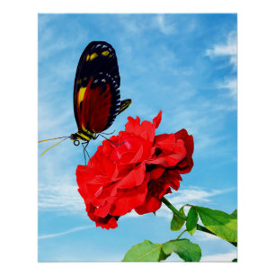 Tiger longwing butterfly pollinating a rose Don Ju Poster