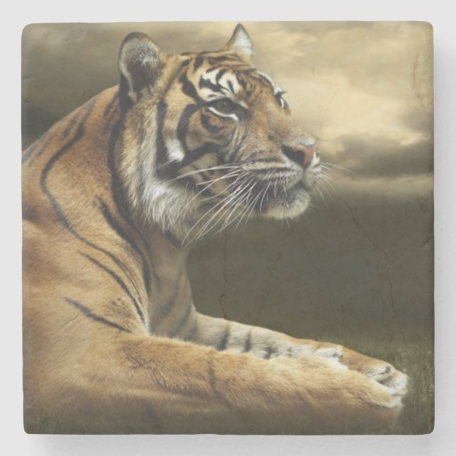 Tiger looking and sitting under dramatic sky stone coaster (Front)