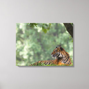 Tiger Lounging Beneath a Tree Canvas Print