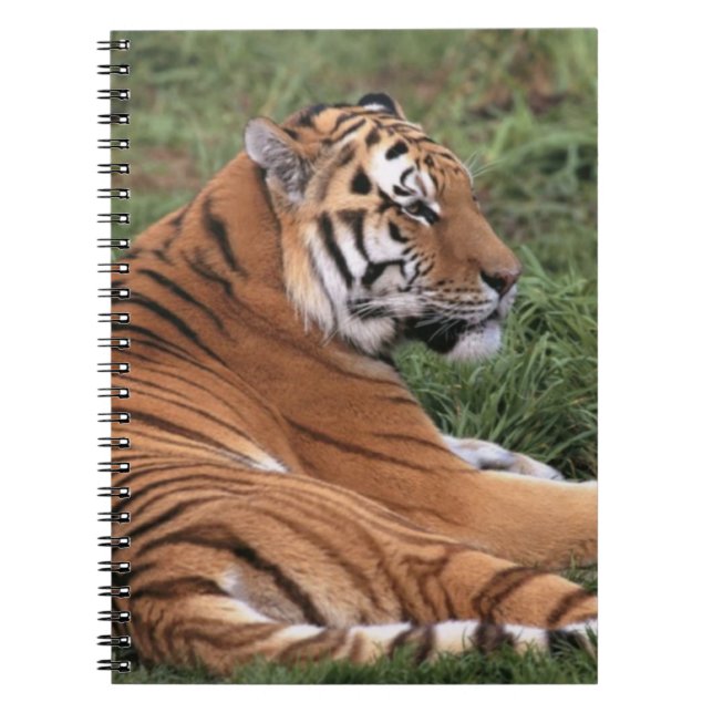 TIger Lounging on Grass Notebook (Front)