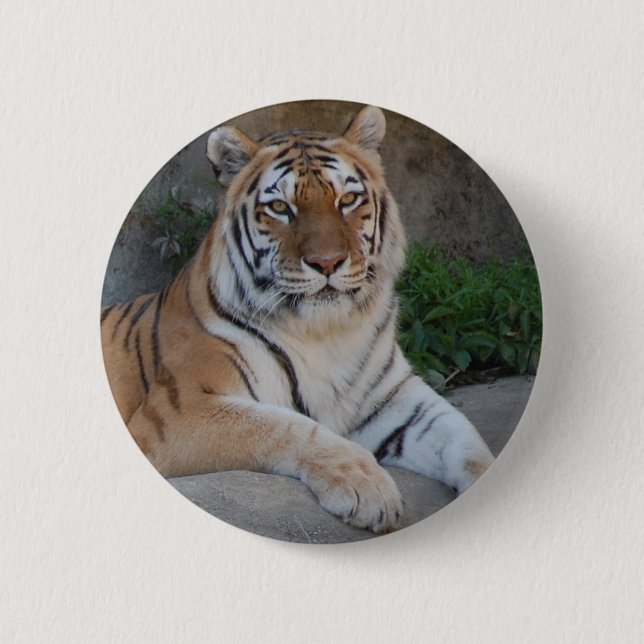 Tiger Love 2 Inch Round Button (Front)