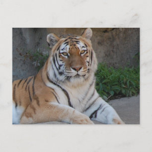 Tiger Love Postcard