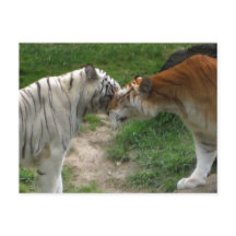 Tiger Love