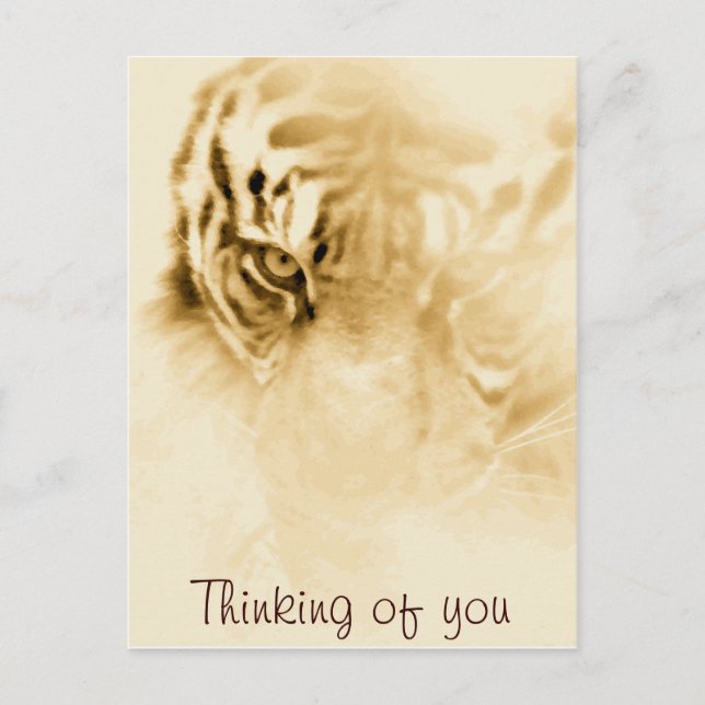,Tiger Love_ Postcard (Front)
