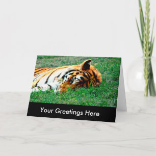 Tiger Lying down Empty Greeting Card