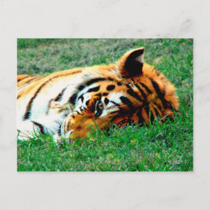 Tiger Lying down Postcard