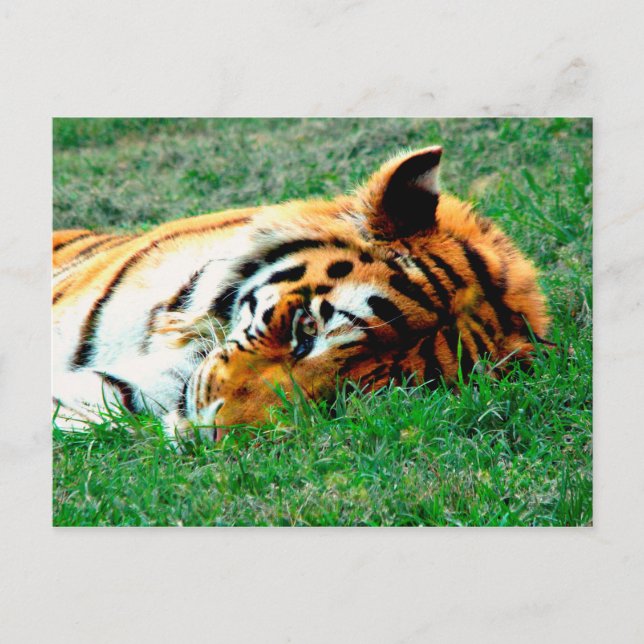 Tiger Lying down Postcard (Front)