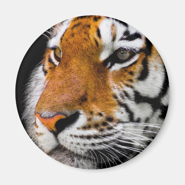 Tiger Magnet (Front)
