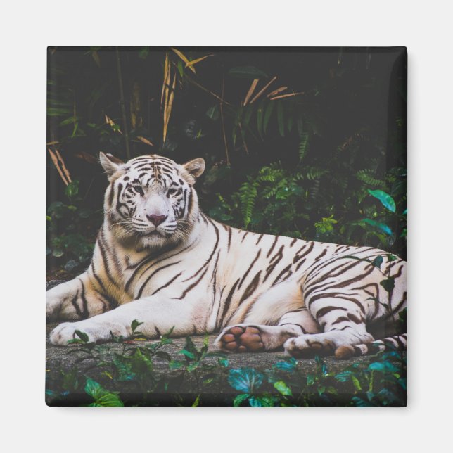 Tiger Magnet (Front)