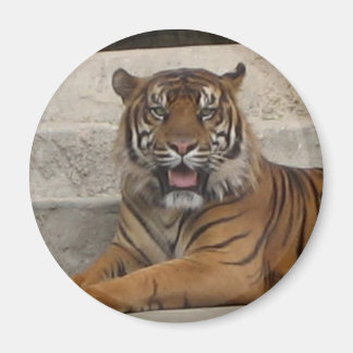 Tiger Magnet
