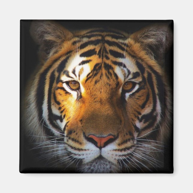 Tiger Magnet (Front)