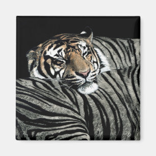 Tiger Magnet  #1 - "Sleeping Patterns"