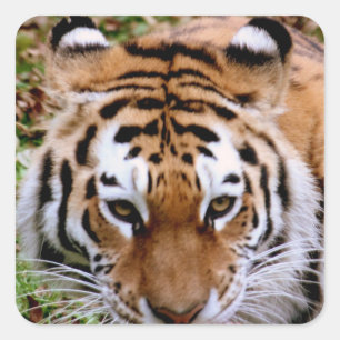 Tiger Markings  Stickers