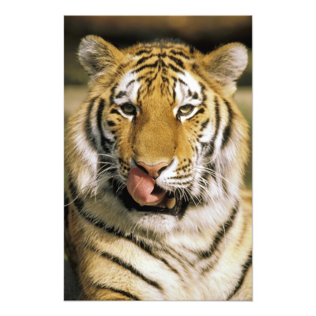 Tiger Michigan Zoo Photo Print (Front)
