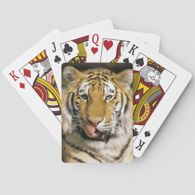 Tiger Michigan Zoo Playing Cards (Back)