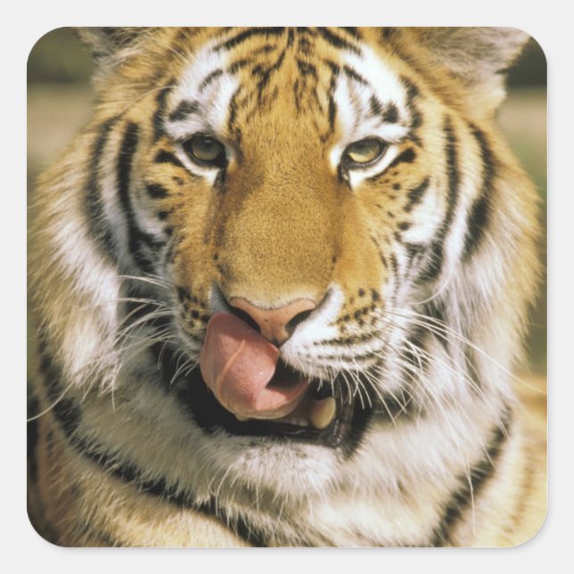 Tiger Michigan Zoo Square Sticker (Front)