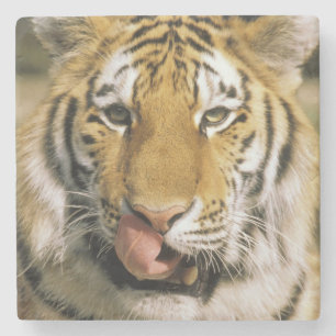 Tiger Michigan Zoo Stone Coaster