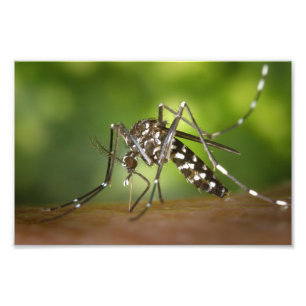 Tiger mosquito photo print