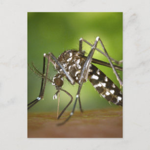 Tiger mosquito postcard