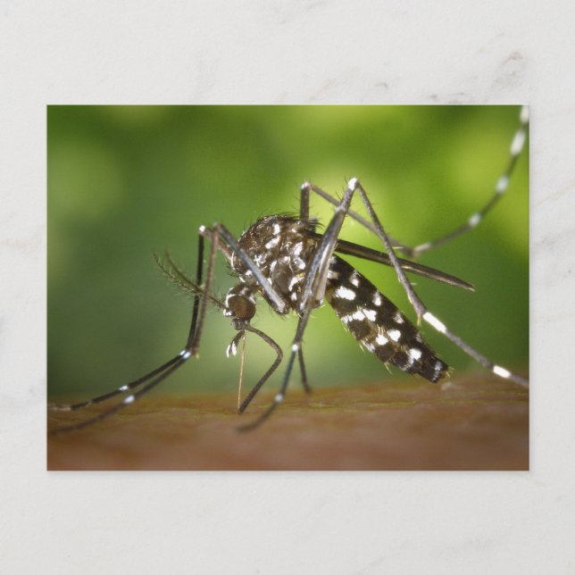 Tiger mosquito postcard (Front)