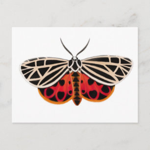 Tiger Moth Postcard