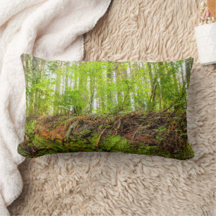 Tiger Mountain   Issaquah, Washington State Lumbar Pillow