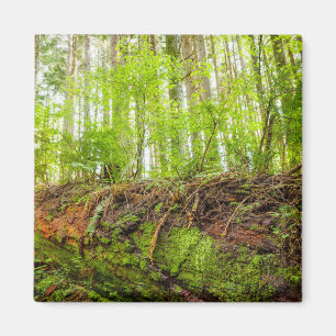 Tiger Mountain   Issaquah, Washington State Magnet