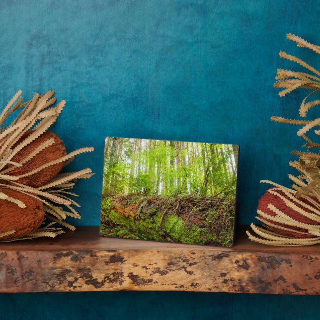 Tiger Mountain | Issaquah, Washington State Plaque (Side)