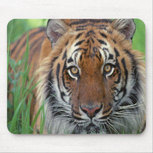 Tiger Mouse Pad
