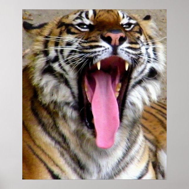 Tiger Mouth_ Poster (Front)