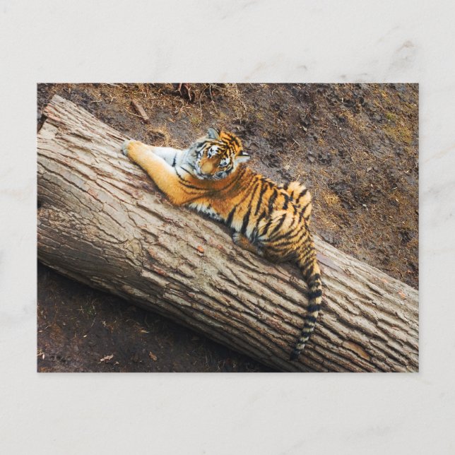 Tiger on a Log Photo Postcard (Front)