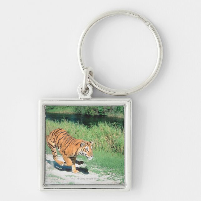Tiger on path keychain (Front)