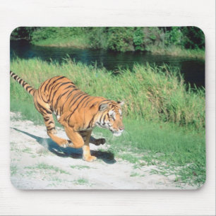 Tiger on path mouse pad