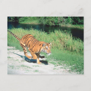 Tiger on path postcard