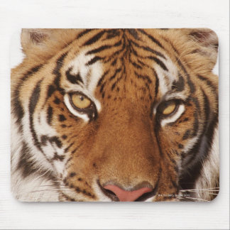 Tiger (Panthera tigris), close-up Mouse Pad