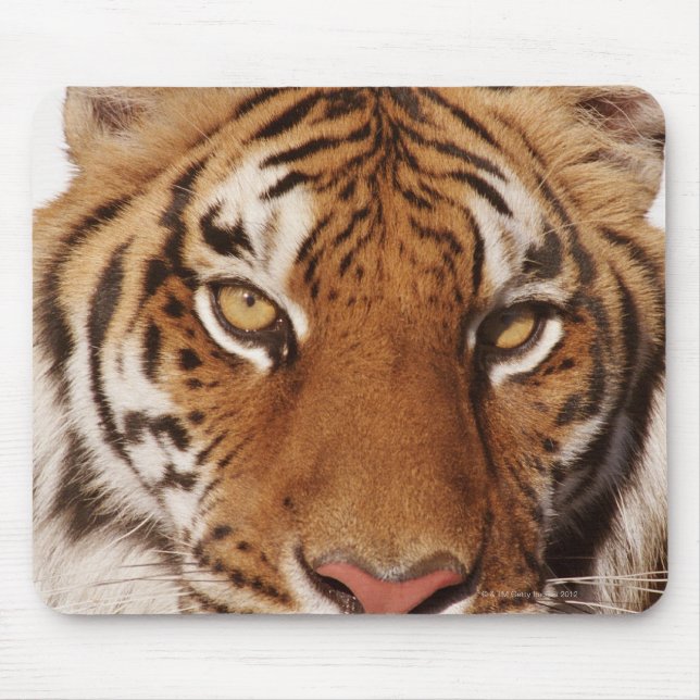 Tiger (Panthera tigris), close-up Mouse Pad (Front)
