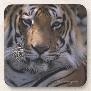 Tiger (Panthera tigris), close-up of head, Coaster