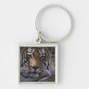 Tiger (Panthera tigris), close-up of head, Keychain