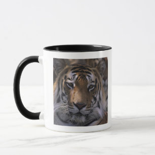 Tiger (Panthera tigris), close-up of head, Mug