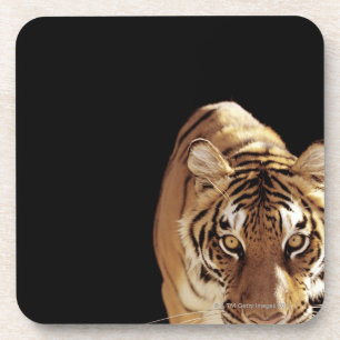 Tiger (Panthera tigris) Coaster