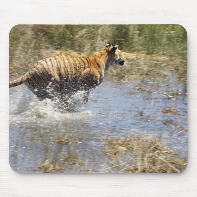 Tiger (Panthera tigris) running through water. Mouse Pad (Front)