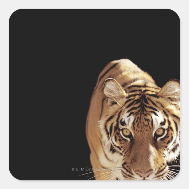 Tiger (Panthera tigris) Square Sticker (Front)
