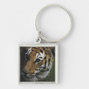Tiger (Panthera tigris) standing, close-up of Keychain